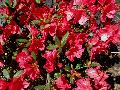 Arabesque Azalea / Rhododendron 
